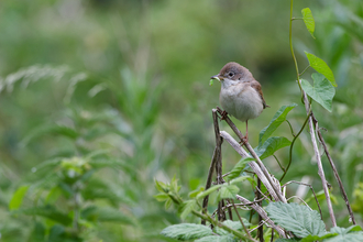 Common whitethroat, caterpillar in beak, sitting amongst green vegetation