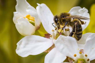 Honey bee feeding on a white flower