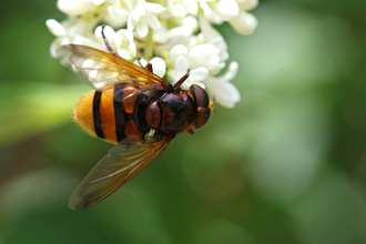 Hornet hoverfly - chestnut/orange and black striped hoverfly - sitting on creamy white flower