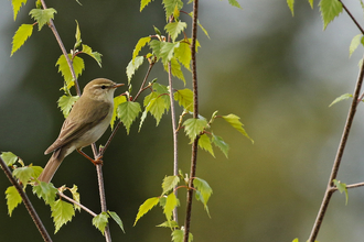 Willow warbler sitting in a silver birch tree