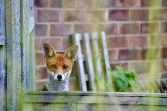 Fox (orangey-red face with white chin and neck) looking over a garden fence