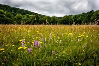 Big Meadow at The Knapp & Papermill