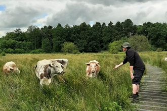 Jack getting to know the cattle at Ipsley Marsh 