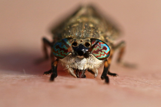 Notch-horned cleg - fly with furry face and colourful eyes with z-g-zag patterns