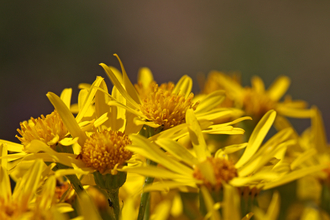 Yellow flowers of ragwort