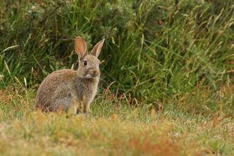 Rabbit looking at the camera, surrounded by green vegetation