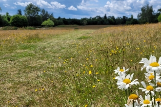 Burlish Meadows with ox-eye daisies in the bottom right