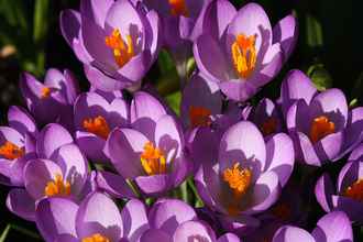 Group of lilac-coloured crocuses with orange stamens