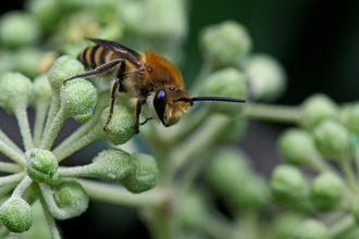 Ivy bee (ginger and black bee) sitting on an ivy bud