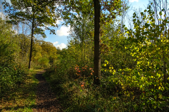 Monkwood in autumn