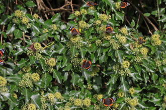 Red admiral butterflies feeding on ivy