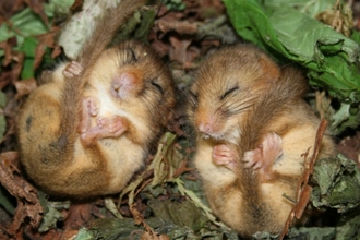 Two dormice curled up asleep, grasping their long tails over their bodies