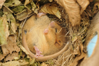 Dormouse sleeping in nest