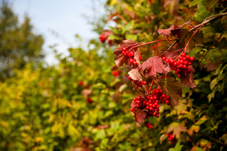 Guelder rose - bright red berries and reddish leaves - sharply in the foreground with blurred line of guelder rose hedge in the background