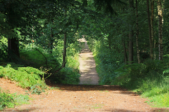 A wide path through a woodland in the summer