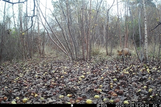 Fox on trail cam at Dropping Well Farm