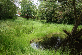 Webheath wild space. There is a pond to the right and long grasses to the left.