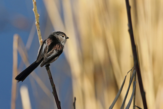 Long-tailed tit perched on a twig in front of a reed bed. It's a sunny winter day and the bird has its back to the photographer (long black tail, black/brown/grey wings with a dark and light grey head turned to the side)