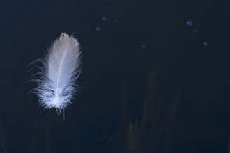 A small white-ish feather floating on a dark background - difficult to tell whether it's on water or ice