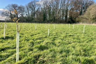 Newly planted saplings at Gravel Orchard, Green Farm