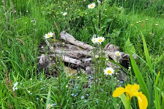 Log pile amongst green vegetation of a damp, boggy garden area