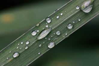 Raindrops on a grass stem 