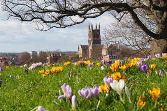 Photo of yellow, white and pink crocuses on the ground with a leafless tree framing a view of Worcester Cathedral in the distance - it's a sunny spring day