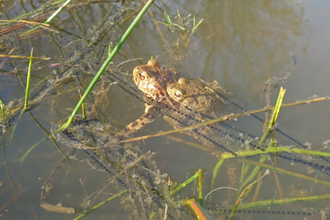 Common toad and spawn