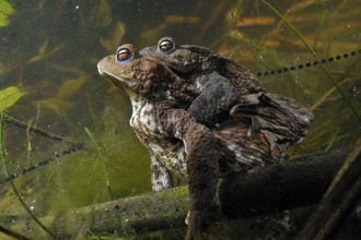 Common toads underwater with strings of toadspawn in the water