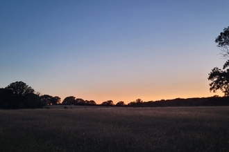 A beautiful sunset over a field with the silhouette of a tree