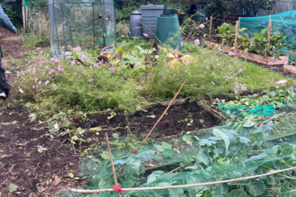 An allotment, with various vegetables growing in different areas and a greenhouse in the background