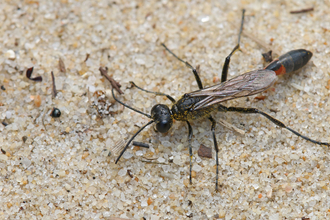 A red and orange/black wasp with a very long, thin body, legs and antennae