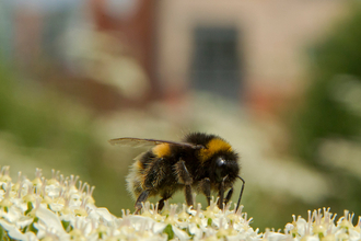 Bee on a cream flower with buildings in background by Paul Hobson