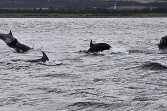 Five bottlenose dolphins playing in the sea, jumping out of water