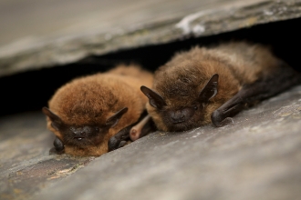 Two common pipistrelle bats between roof tiles by Tom Marshall