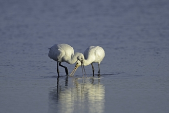 two spoonbills interacting with each other whilst standing in shallow water on a sunny day