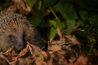 Hedgehog by Jon Hawkins SurreyHillsPhotography