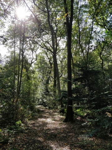 Lion Wood | Worcestershire Wildlife Trust