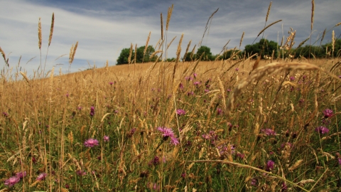 Hollybed Farm Meadows by Wendy Carter