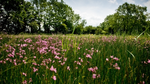 Feckenham Wylde Moor by Paul Lane