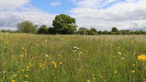 Piddle Brook Meadows | Worcestershire Wildlife Trust