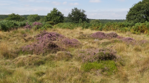 Pound Green Common by Rosemary Winnall