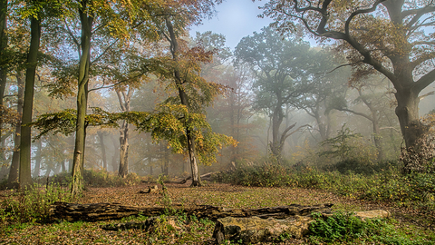 Trees at Piper's Hill and Dodderhill Common nature reserve by Robin Couchman