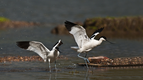 Avocets at Upton Warren by Bob Tunstall