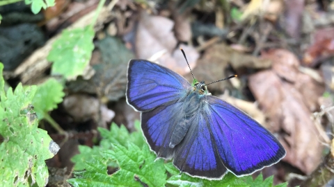 Purple hairstreak butterfly by Scott Dallow