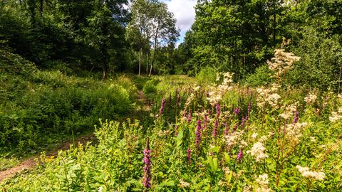 Wide flower-rich woodland ride at Tiddesley Wood by Paul Lane