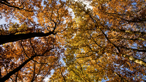 Looking into the autumn colours of the tree canopy with a blue sky above by Paul Lane