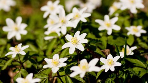 Wood anemones - white star-shaped flowers with yellow centre - by Paul Lane