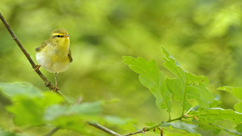 Wood warbler, small bird with yellowish colouring and eye stripe, sitting in an oak tree by Andy Rouse/2020VISION