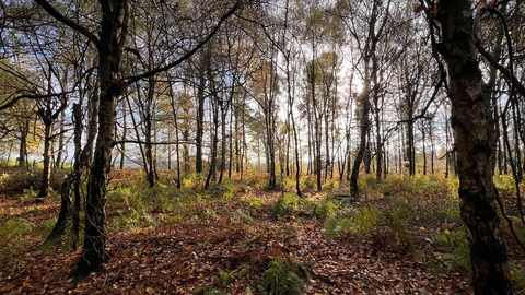 Trees in a woodland by Katie McEvoy